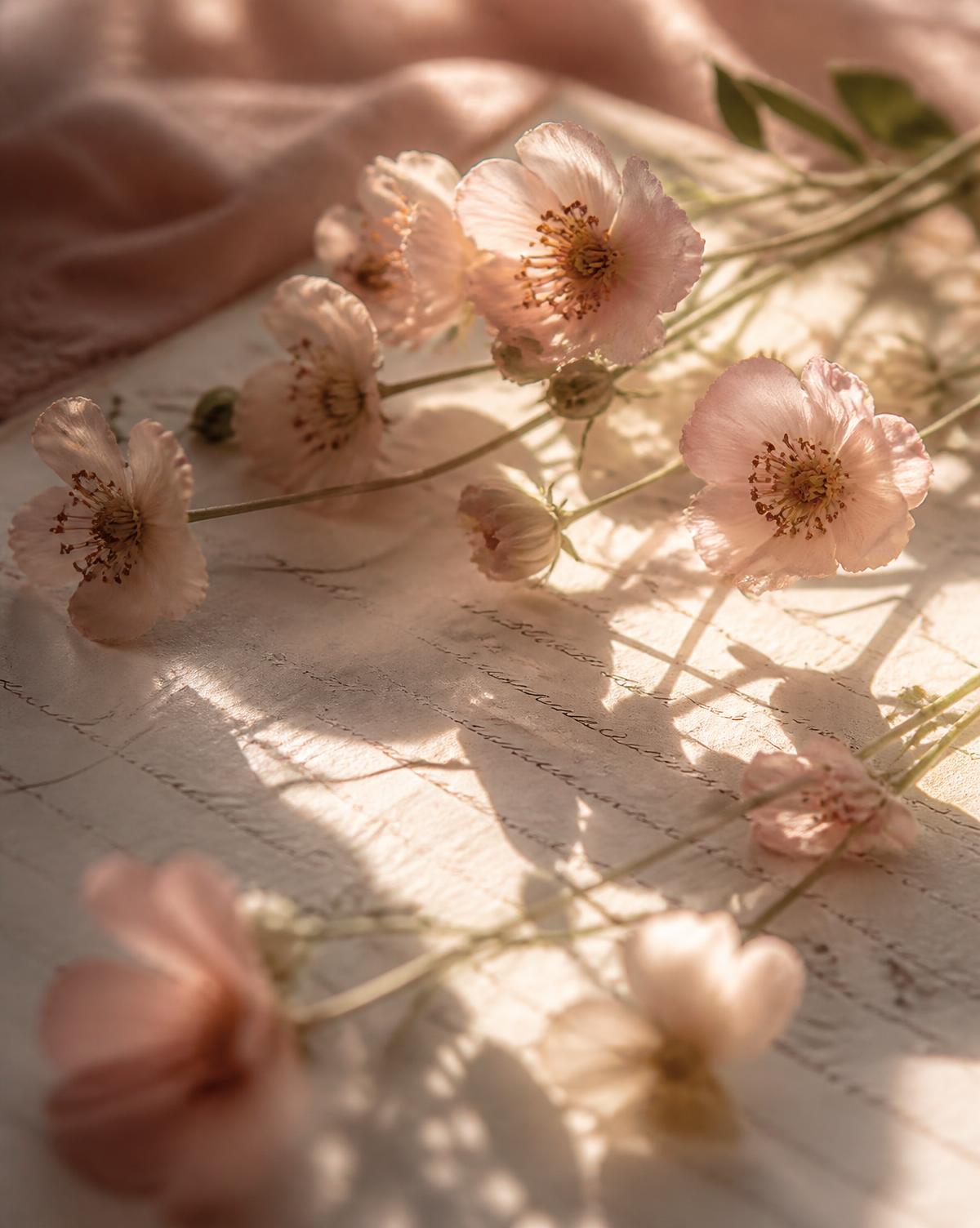 Pale blush flowers resting on a handwritten page in warm sunlight